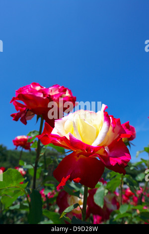 White and red bicolor roses of Double Delight cultivar in Hybrid Tea ...
