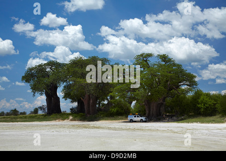 Baines' Baobabs and 4x4 camper, Kudiakam Pan, Nxai Pan National Park, Botswana, Africa Stock Photo