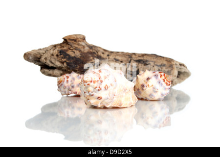Mussels with wooden piece Stock Photo