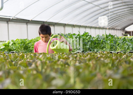 Boy watering plants in greenhouse Stock Photo