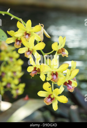 Close Up To A Beautiful Yellow Orchid At Colombian Paramo Stock Photo 