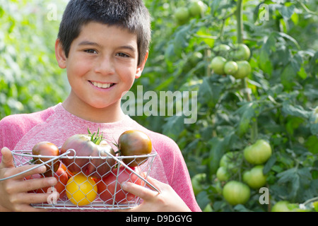 Boy picking fresh tomatoes Stock Photo