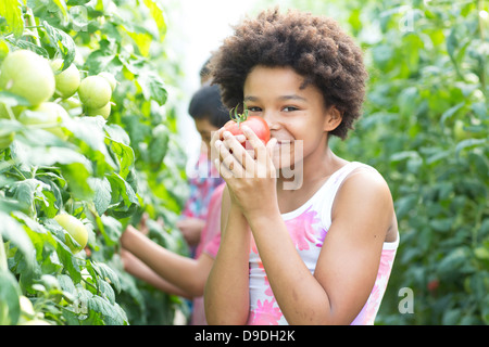 Girl picking fresh tomatoes Stock Photo