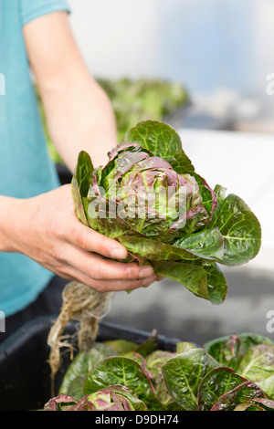 Close Up Of Fresh Green Lettuce Rotating Isolated On Black Background 