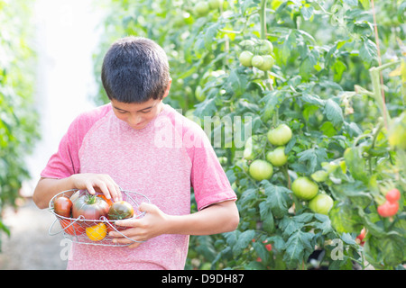 Boy picking fresh tomatoes Stock Photo