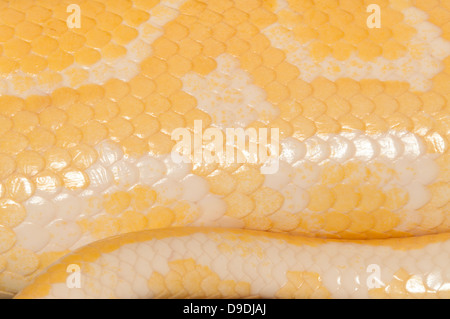 Albino Burmese Python (Python molurus bivittatus) skin Stock Photo