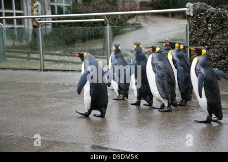 Penguins in the Zoo Stock Photo