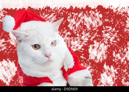 White Cat with yellow eyes on red background Stock Photo