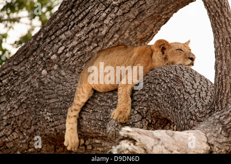 Lion cub sleeping in tree, Selous National Park, Tanzania, Africa Stock Photo