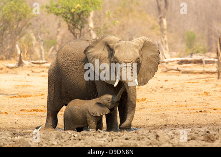 Elephant, Loxodonta africana, and calf Stock Photo