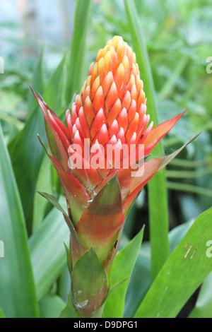 close up of red pineapple flower, red bromeliad or billbergia pyramidalis Stock Photo
