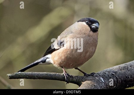 A female Bullfinch (Pyrrhula pyrrhula) perched openly on a tree branch. Stock Photo