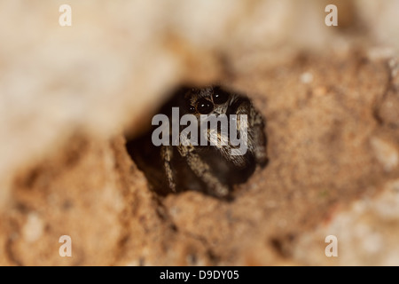 a zebra jumping spider hinds inside a brick wall Stock Photo