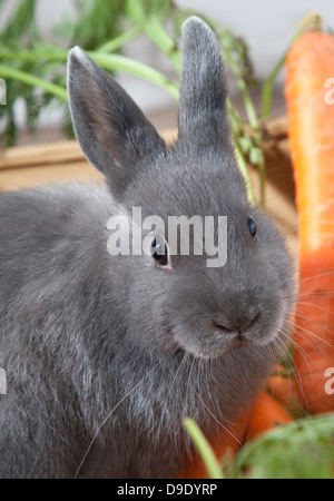 Cute gray bunny with carrots looking at camera