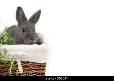 Cute gray bunny in basket with copy space for your text. Stock Photo