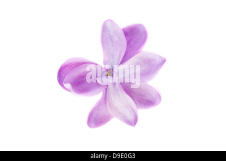 Close-up fiew of a lilac flower isolated on white (Syringa vulgaris) Stock Photo