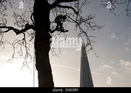 An aboriculturist maintaining a tree silhouetted near the Tower of London with The Shard in the background, London, England. Stock Photo