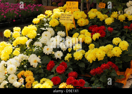 Flowers Dahlias dwarf on sell Stock Photo