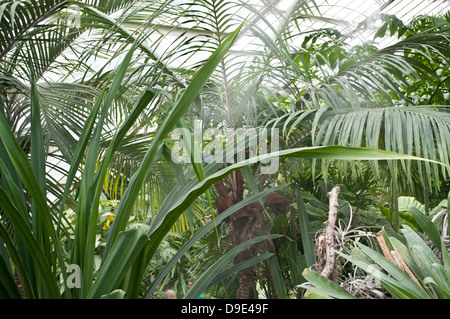 Princes of Wales Conservatory - tropical section with palms, Kew Royal Botanic Gardens, London, UK Stock Photo