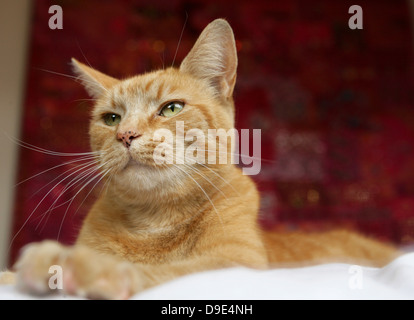 ginger tom cat relaxing Stock Photo