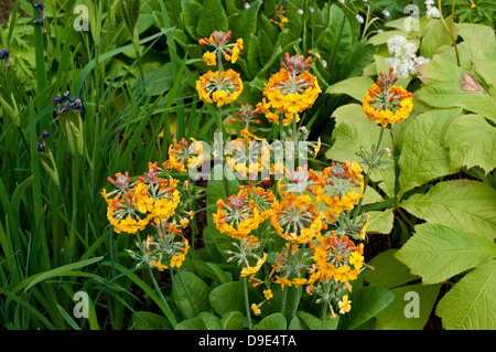 Primula bulleyana, Candelabra primula Stock Photo