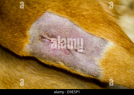 Dog's leg - Post operation glued incision Stock Photo - Alamy