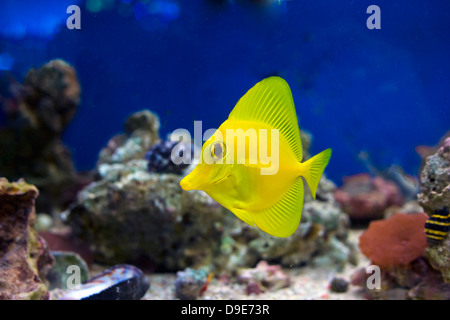 Curious Zebrasoma Flavescens yellow tang fish. Stock Photo