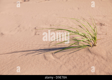 Marram grass is a beach grass that grows on the shores of Prince Edward Island, Canada. Stock Photo