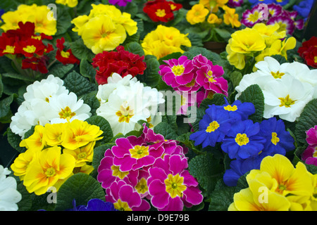 Polyanthus plants - Primula (garden primrose hybrids). Stock Photo