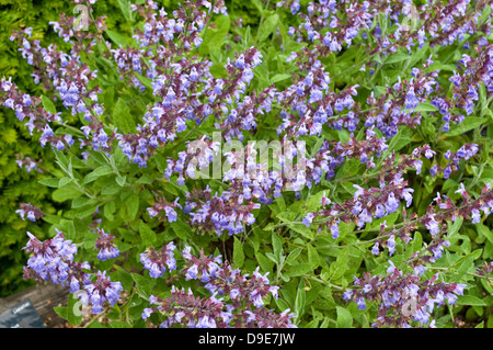 Flowering common sage, Salvia officinalis Stock Photo