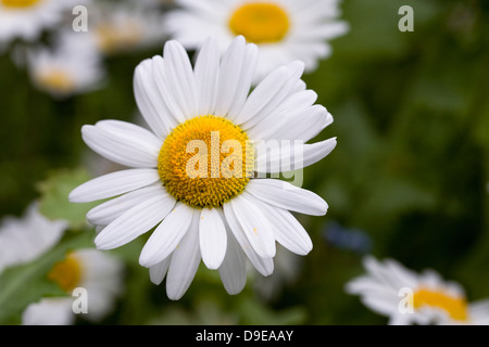 Leucanthemum vulgare. Oxeye daisies in a cottage garden. Stock Photo