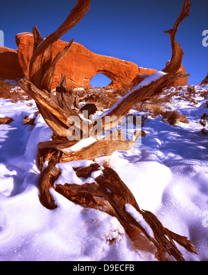 Dead Juniper Tree in snow in front of the North Window in Windows Section of Arches National Park near Moab, Utah Stock Photo