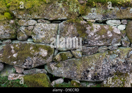 Dry stone wal covered in algael. Devon. England Stock Photo