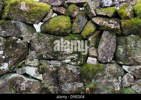 Dry stone wal covered in algael. Devon. England Stock Photo