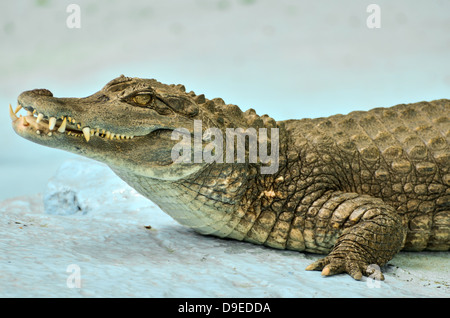 Small Cayman crocodile Stock Photo