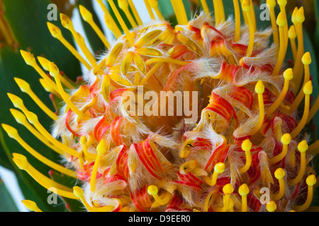 Close-up of Leucospermum variety of the Protea Flower. Stock Photo