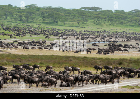 Wildebeest and Zebra at Ndutu marsh, Wildebeest Migration, Serengeti Ecosystem, Tanzania Stock Photo