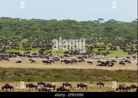 Wildebeest and Zebra at Ndutu marsh, Wildebeest Migration, Serengeti Ecosystem, Tanzania Stock Photo