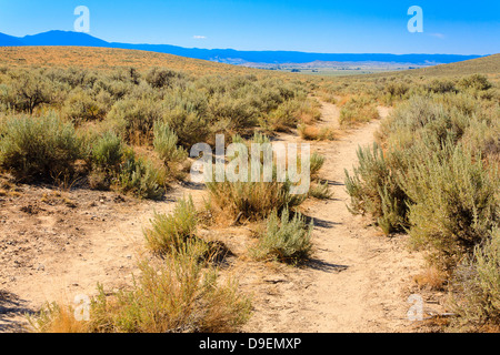 Remaining wagon ruts of Oregon Trail surrounded by sagebrush on clear day in Baker City, Oregon Stock Photo