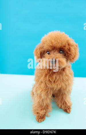 Toy Poodle Stock Photo