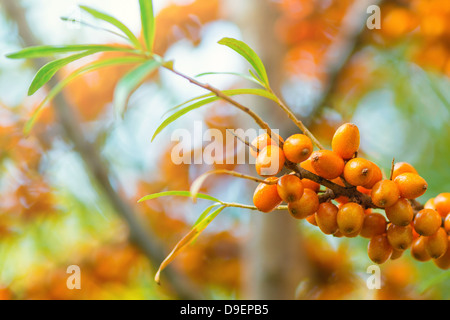 Branch of sea buckthorn berries Stock Photo