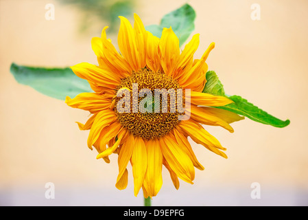 A single sunflower against a wall Stock Photo