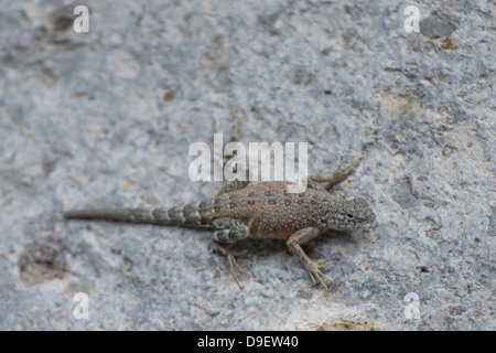 Greater Earless Lizard on stone Stock Photo
