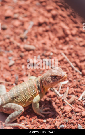 Eastern Collard Lizard Stock Photo