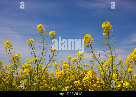 Yellow flowers of Rapeseed under a blue sky Stock Photo