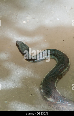 A Water Moccasin in dirty water with head raised. Stock Photo
