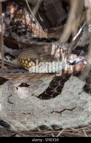 Timber Rattler coiled up Stock Photo