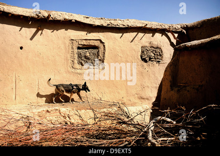 A U.S. Air Force K-9 searches for home-made explosives in an Afghan village. Stock Photo