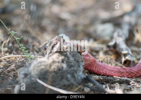 A pink coachwhip captured a young eastern cottontail in Big Bend Ranch State Park Stock Photo