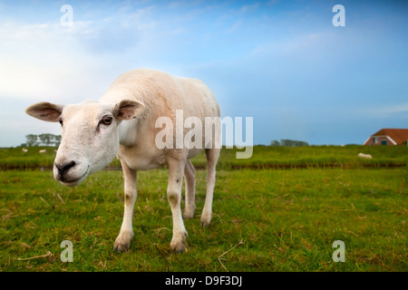 funny suspicious sheep on pasture via wide angle Stock Photo